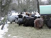 04 Man skal have en tyk pels naar man bor her.jpg